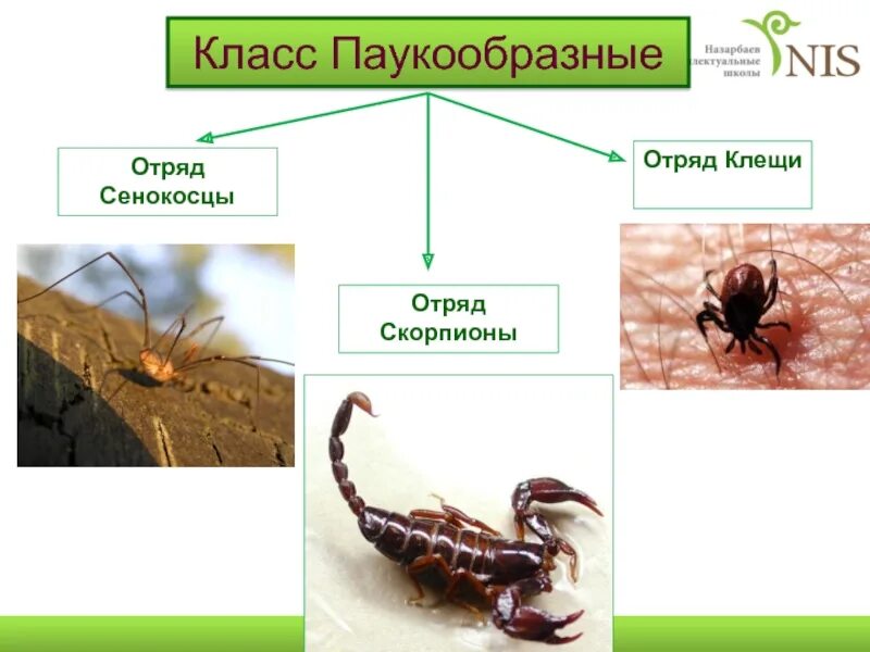 Клещ относится к паукообразным. Отряды класса паукообразные отряд клещи. Скорпионы паукообразные строение. Паукообразные представители 3 класс. Класс паукообразные клещи.