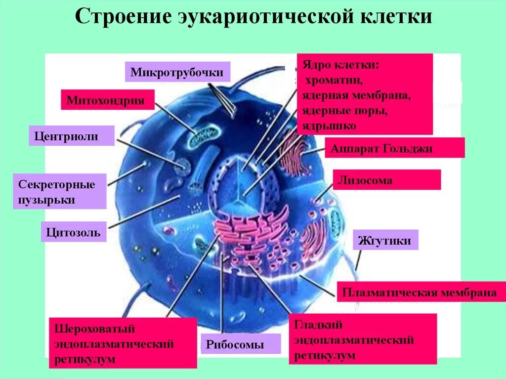 Строение каких организмов эукариотической клетки доказывает. Схема ядра эукариотической клетки. Строение ядра клетки эукариот. Структура клетки эукариот. Структура ядра эукариота.