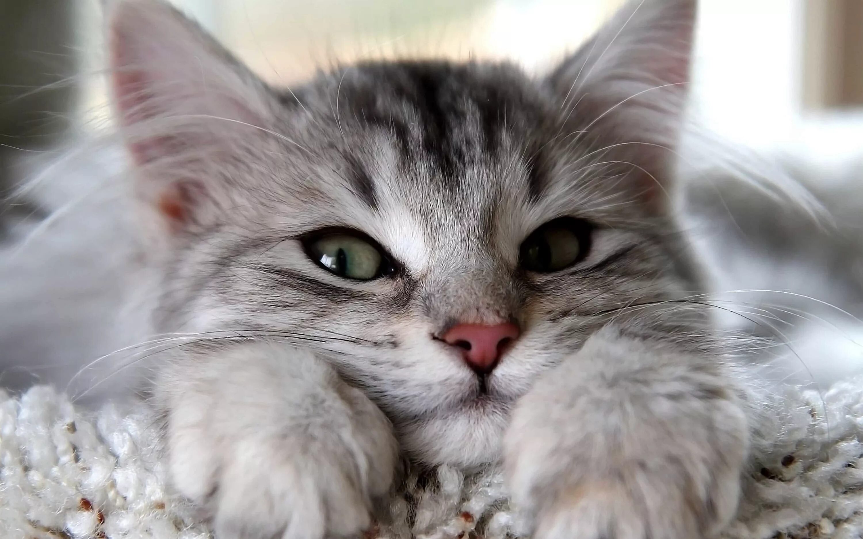 Сиамский рэгдолл. Милые котики. Красивые котята. Красивые котята. Бенгальский кот.