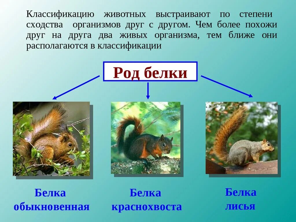 Классификация животных. Виды животных примеры. Классификация живого. Систематика животных.