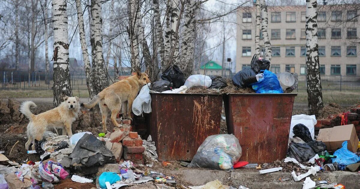 Бездомные животные на помойке. Бездомные собаки на мусорке. Бездомные собаки на помойке. Бездомные собаки на помойке. Животные на помойке.