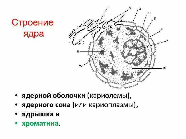 Схема ядра эукариотической клетки. Строение ядра эукариотической клетки схема. Ядерный аппарат эукариотической клетки. Структура ядра эукариотической клетки. Ядро клетки схема