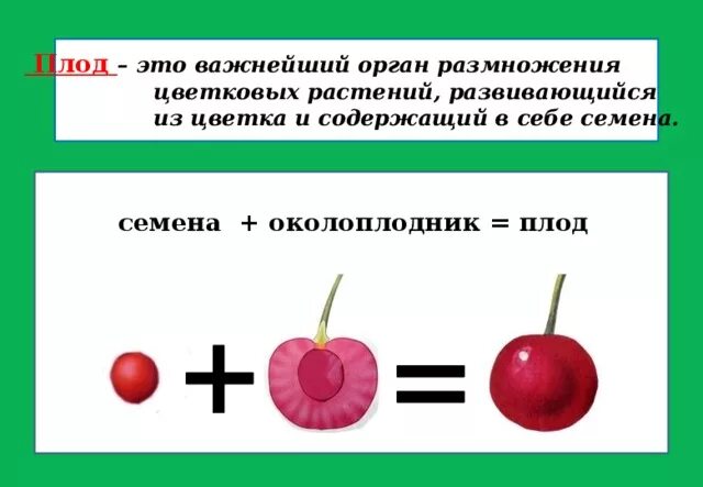 Что значит плод а. Что значит плод а