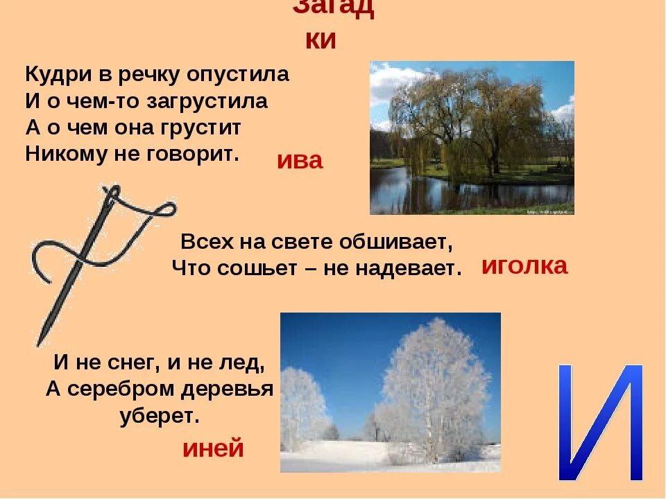 Загадки. Загадка про иву. Загадки про буквы. Загадки с ответами.