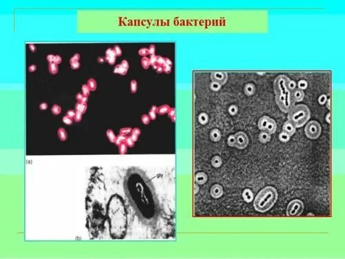 Строение и функции капсул бактерий. Выявление капсулы бактерий. слизистая капсула бактерий функции. капсулы бактериальной клетки микробиология. строение капсулы бактерий.