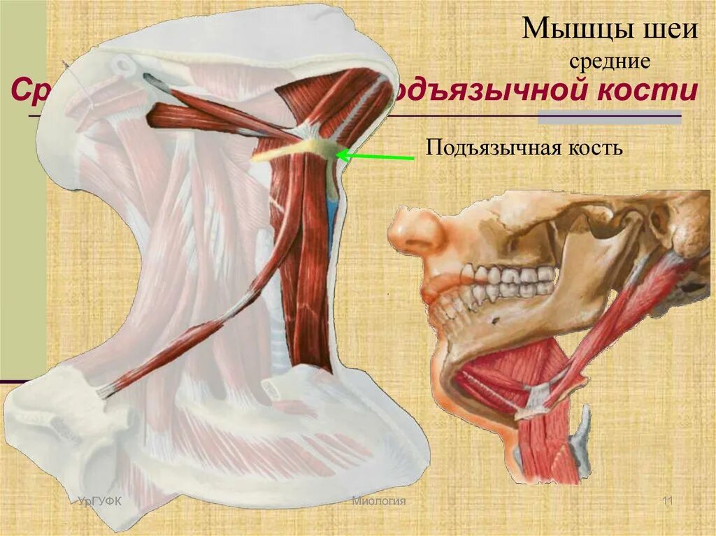 Где находится подъязычная кость. Подъязычная кость мышцы анатомия. подъязычная кость анатомия и мышцы шеи. мышцы ниже подъязычной кости. мышцы лежащие ниже подъязычной кости.