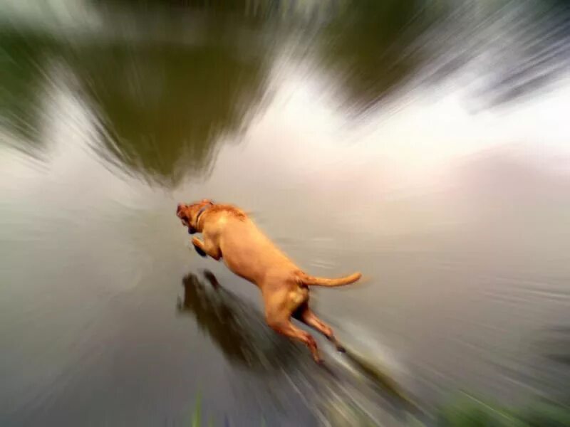 Что значит гонится. Собака бежит. Собака бежит по воде. Собака убегает. Собака гонится.
