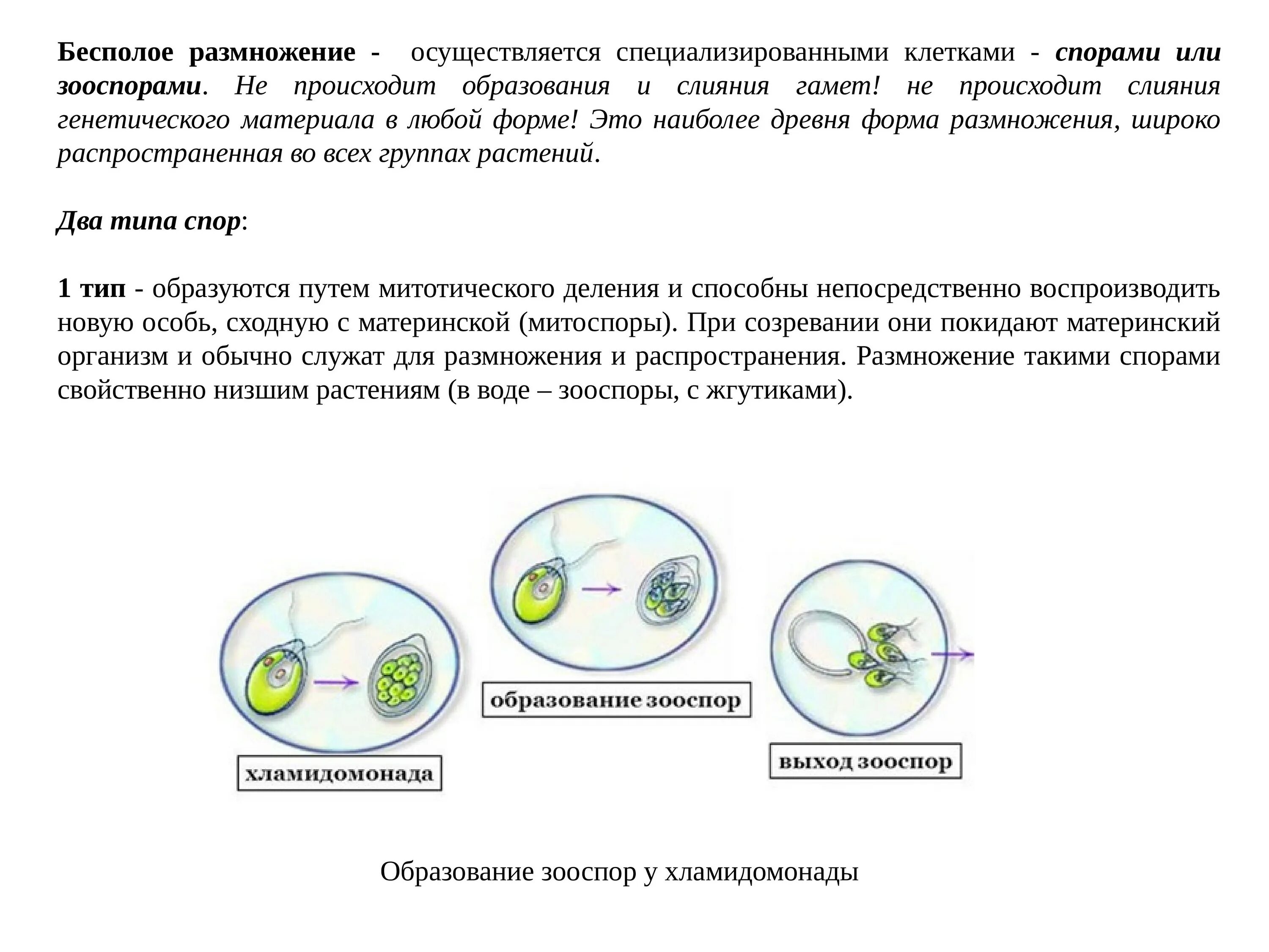 Бесполое размножение. Бесполое размножение клетки. Бесполое размножение – зооспорами.. При бесполом размножении происходит слияние гамет.