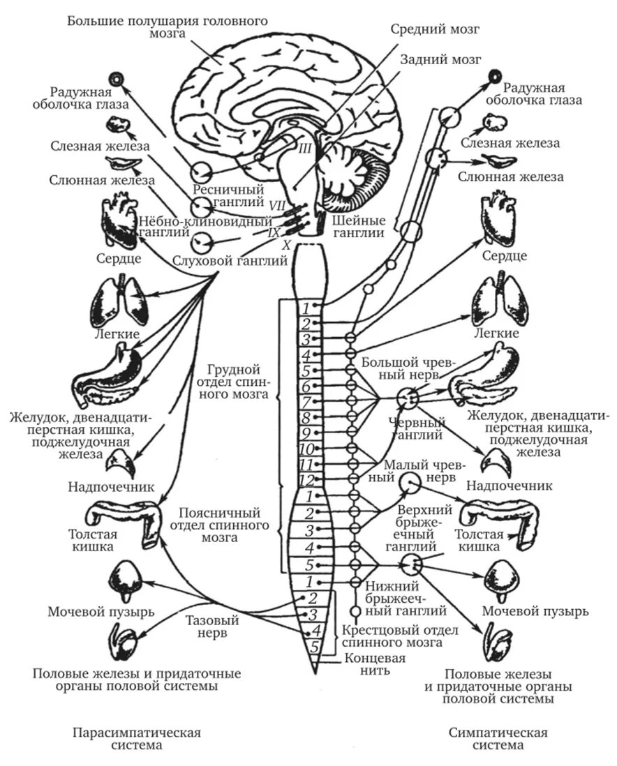 Схема симпатической и парасимпатической нервной системы. Вегетативная нервная система схема спинного мозга. Симпатическая нервная система анатомия схема. Схема симпатического отдела вегетативной системы.