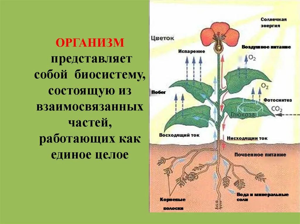 Почему растения живые организмы. Организм единое целое. Организм как единое целое 6 класс биология. Доклад на тему организм единое целое. Организм как единое целое 10 класс биология.