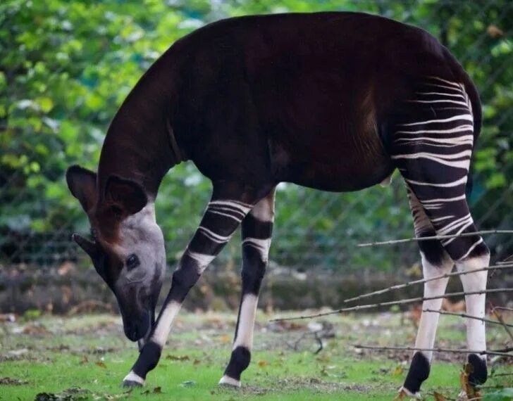 Okapi Stripes Flickr