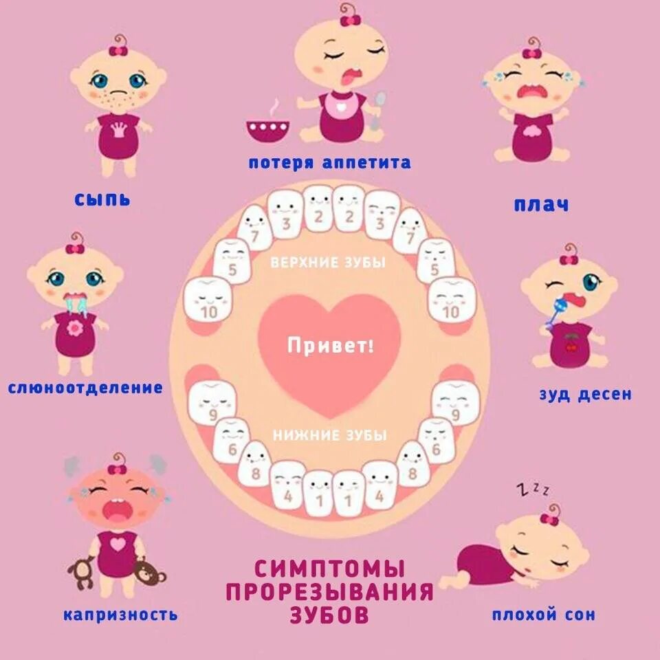 Со скольки режутся зубы. Схема прорезывания зубов у детей до 2. зубы у детей схема прорезывания до года. поочередность прорезывания зубов у детей до года. график прорезания зубов у малышей.