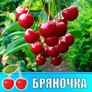 Секс попо ь тена