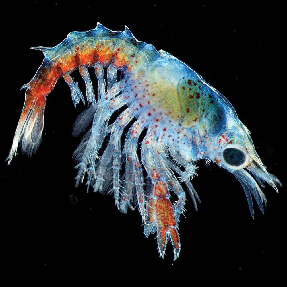 Планктон мирового океана. Планктон в Баренцевом море. Зоопланктон Баренцева моря. Зоопланктоны ракообразные. Криль антарктический.