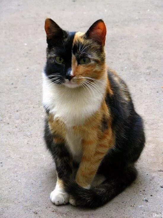 Пол трехцветного котенка. Сибирская кошка трехцветная короткошерстная. Европейская короткошерстная кошка черепаховая. Трехцветная черепаховая кошка. Трехшерстная кошка порода европейская.