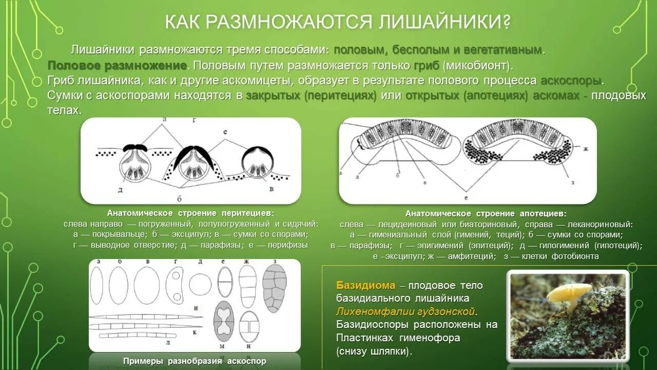 Жизненный цикл лишайника. Лишайники размножение схема. Половое размножение лишайников. Цикл развития лишайника.