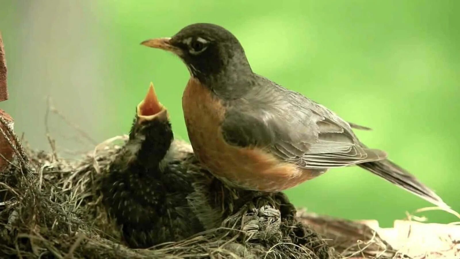 Жизнь птиц. Птенчик кушает. Baby Bird. Bird House Robin.