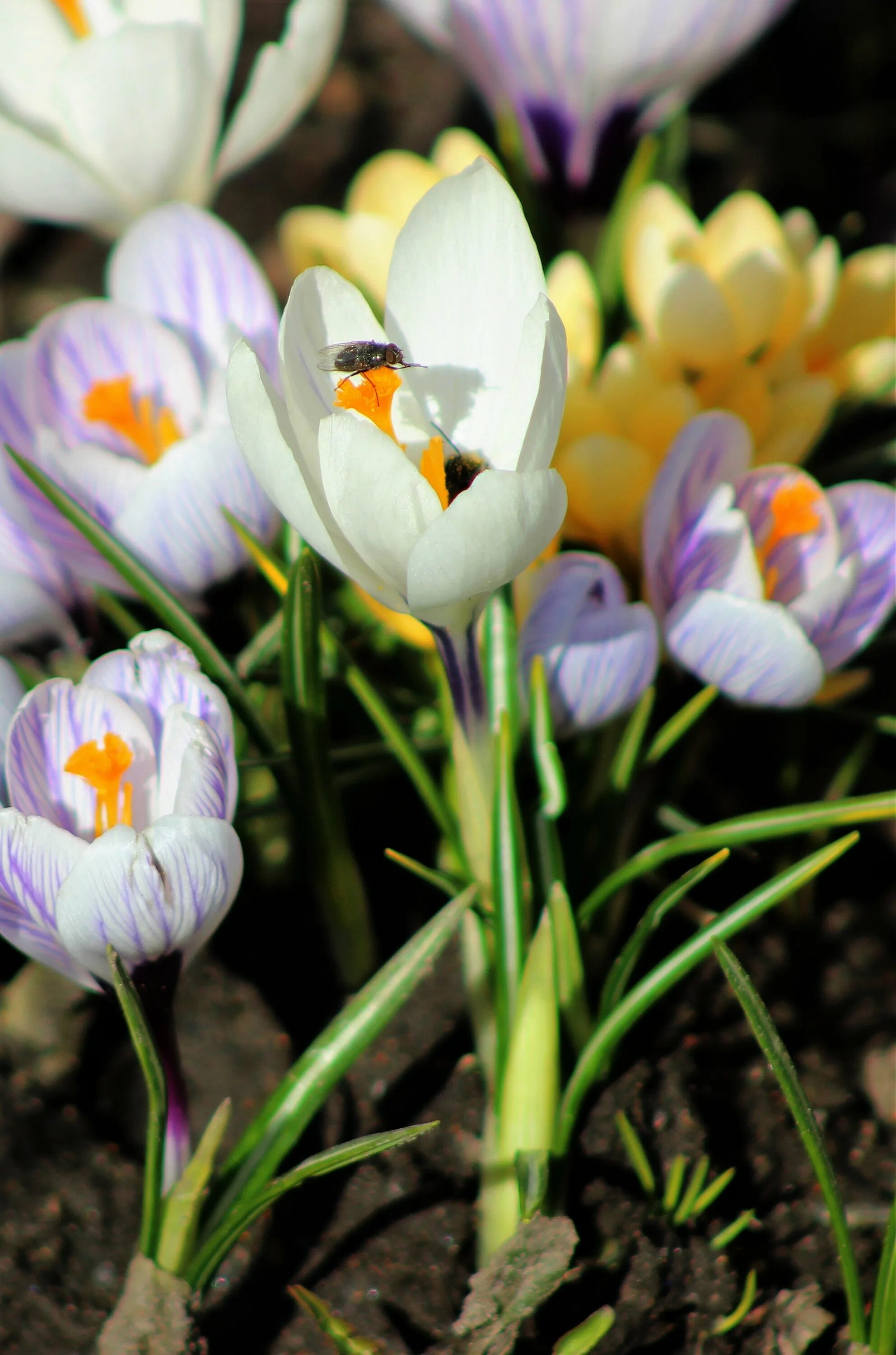 Крокус Шафран весенний. Весенние цветы крокусы. Дикие крокусы. Крокус видовой. Фото крокуса цветка весной