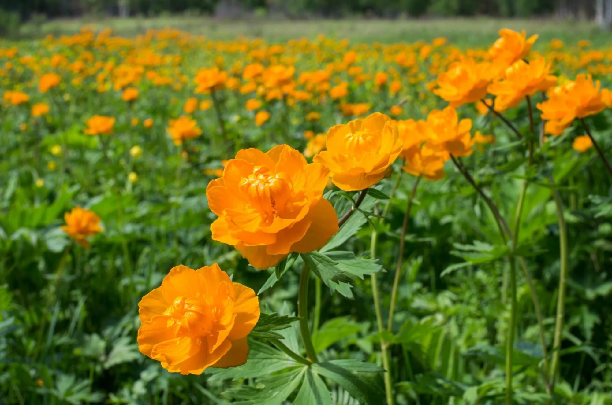 Жарки картинка для детей. Купальница (Trollius). Купальница Алтайская. Купальница европейская. Купальница махровая.