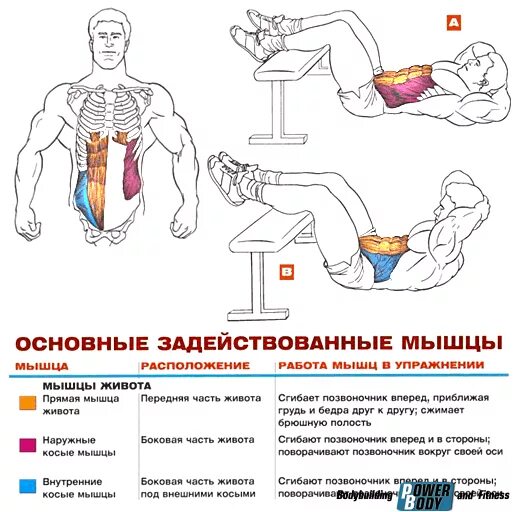 Как прокачать мышцы живота. Упражнения на пресс. занятия для мышц пресса. упражнения и задействованные мышцы. мышцы пресса.