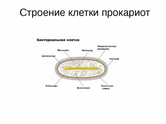 Что входит в прокариоты. Строение бактериальной клетки прокариот. Строение клетки прокариот. Строение клетки прокариот бактерии. Строение прокариотических клеток.