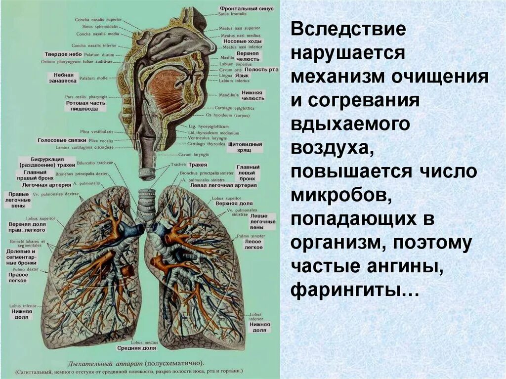 Очищение увлажнение и согревание вдыхаемого воздуха. Дыхательный аппарат(полусхематично). Согревание вдыхаемого воздуха. Как микробы попадают в организм.