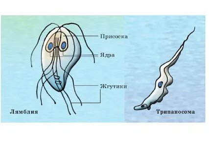 Лямблия схема
