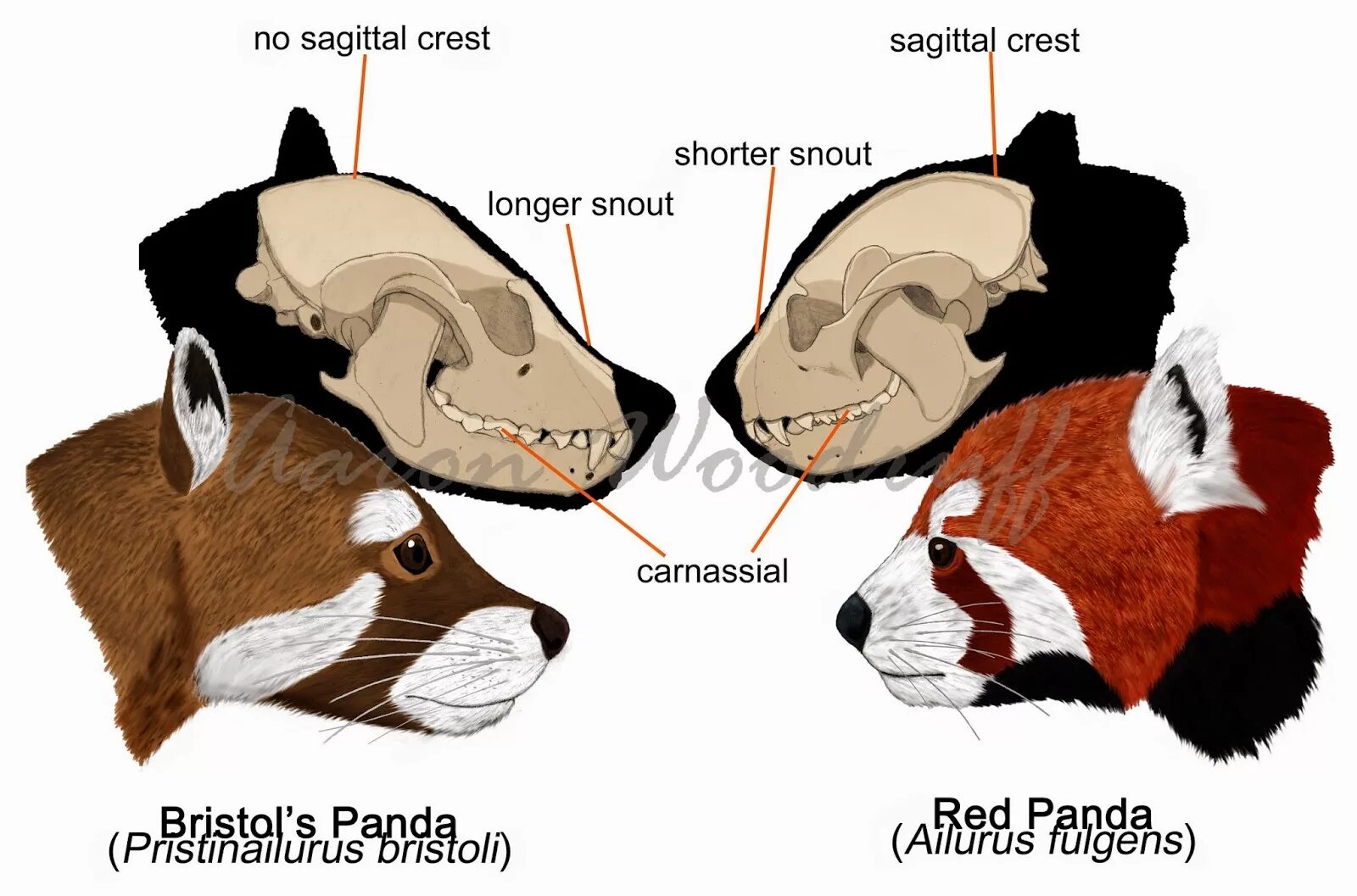 Особенности внутреннего строения медведя. Строение панды. Строение панды анатомия. Красная Панда анатомия. Части тела панды.