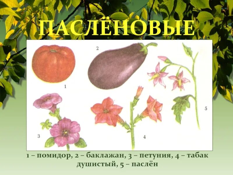 Представители пасленовых растений. Паслен соланум. Паслен китагавы. Двудольные растения пасленовые. Паслен двудольное.