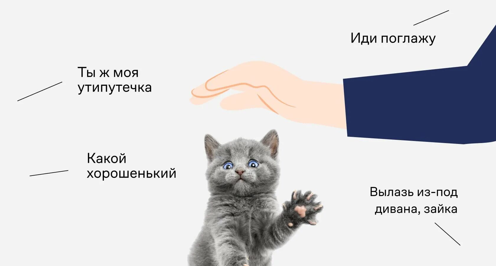 Действие кота если сема вопит котоняня. Почему кошки шипят. Кошки маленькие. Если подобрать котёнка. Почему кот шипит.