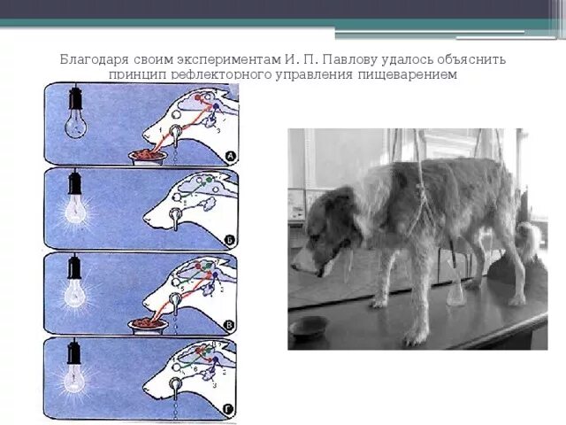 Как называется метод павлова позволивший установить. Опыты Павлова на собаках условный рефлекс. Эксперименты с собаками условные рефлексы. Павлов эксперимент с собакой рефлексы.
