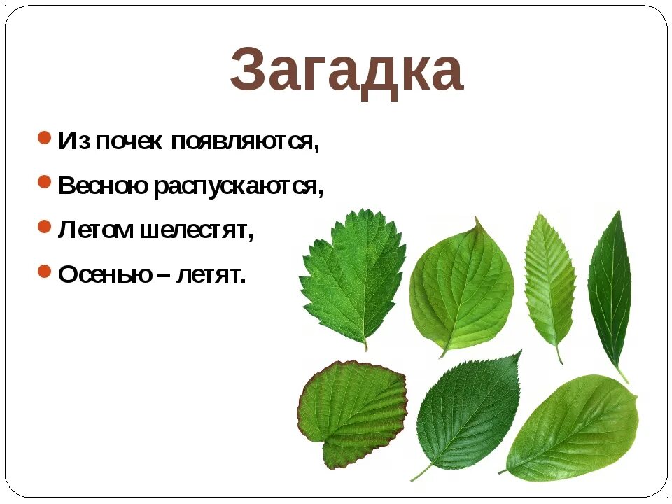 Пять слов лист. Загадки про листья. загадки про листья для детей. загадки на листочке. загадка про листик.