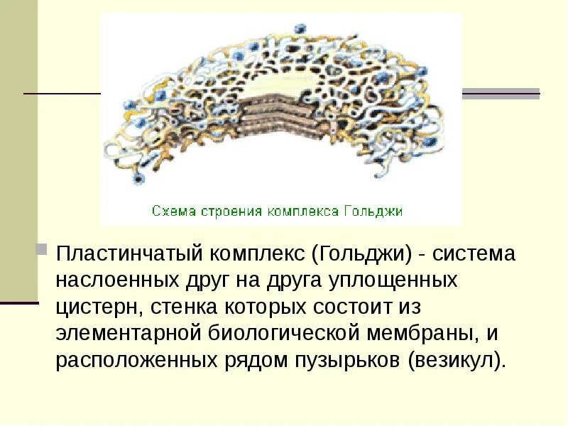 Пластинчатый комплекс Гольджи. Везикулы Гольджи. Диктиосомы комплекса Гольджи. Комплекс Гольджи строение гистология. Пластинчатый комплекс