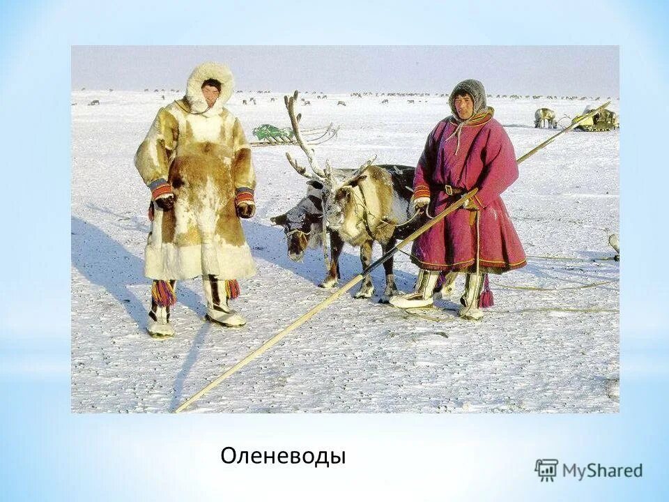 Народы крайнего севера россии. Житель крайнего севера давший название. Основное занятие коренных жителей крайнего севера. Ненцы ямал шаман. Народы арктики для детей.