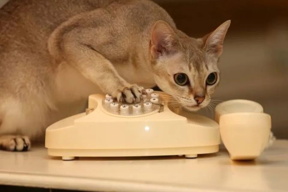 Кот говорит алло. Котик с телефоном. Кошечка с телефоном. Кот КС телефонной трубкой. Кошка с мобильником.