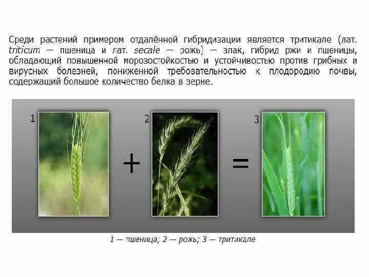 Гибриды отдаленной гибридизации. Примеры отдаленной гибридизации у растений. Гибридные растения примеры. Гибридизация в селекции растений. Гибридизация растений примеры.