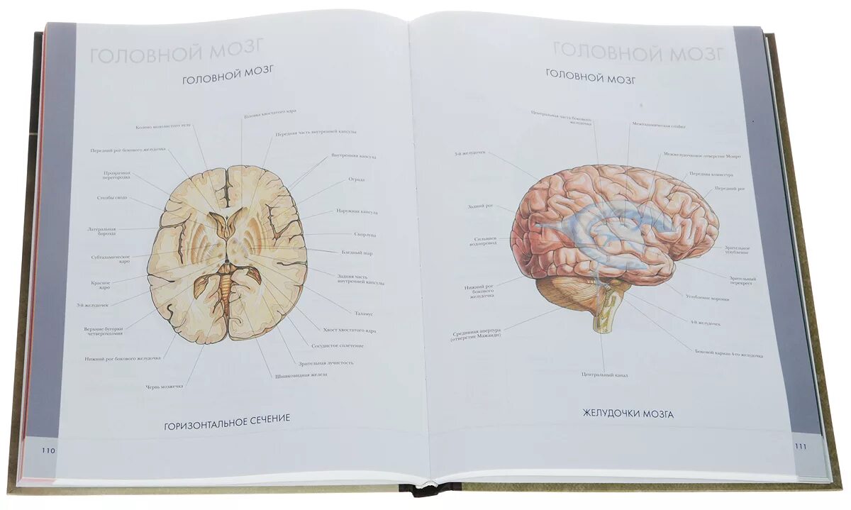Биология мозга учебники. Анатомия головного мозга атлас. Большой атлас анатомии человека | Перез Винсент. Атлас Синельникова головной мозг. Мозг анатомия атлас-атлас.