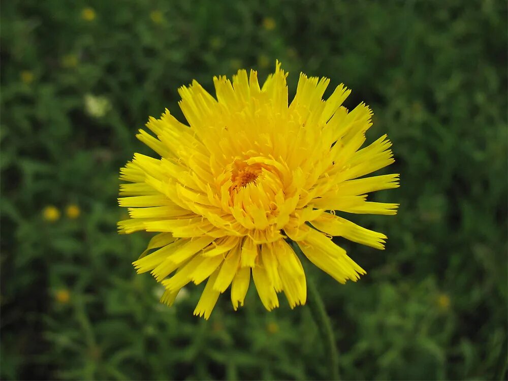 молоко с овсяным печеньем. медовое печенье. черника лесная. печенье с молоком. стакан молока с печеньем.