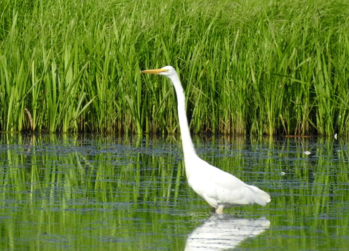 Цапля в поле. Большая белая цапля (egretta alba). цапля астрахань. астраханский заповедник цапля. астраханская белая цапля.