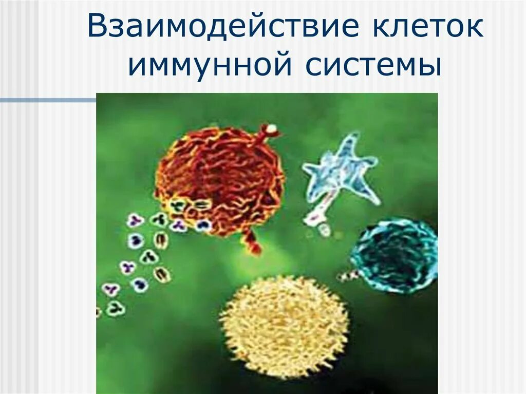 Взаимодействие клеток. Взаимодействие клеток иммунной системы. Взаимодействие между клетками. Иммунной системы. Клеточные взаимодействия книга. Взаимодействие иммунных клеток