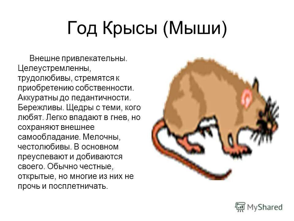 Рожденные в год крысы года. Зодиак крыса. Крыса характеристика знака. Характер человека рожденного в год крысы. Год крысы характеристика.