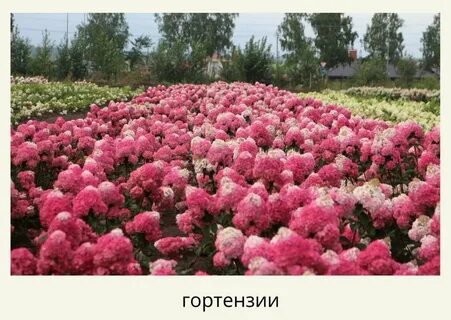 Питомник веры самара