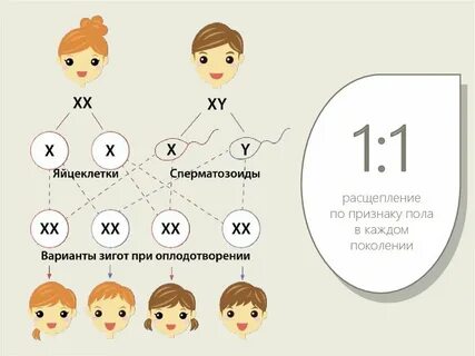 Расщепление по каждой паре признаков