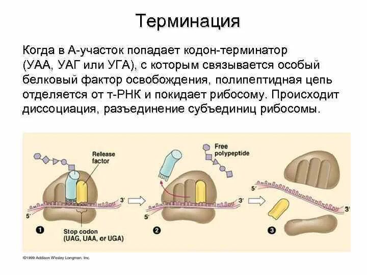 Передает наследственную информацию на рибосомы