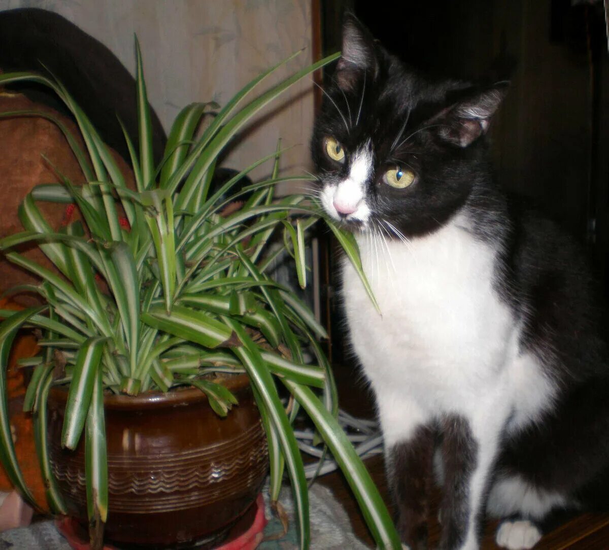 Комнатные растения опасные для кошек