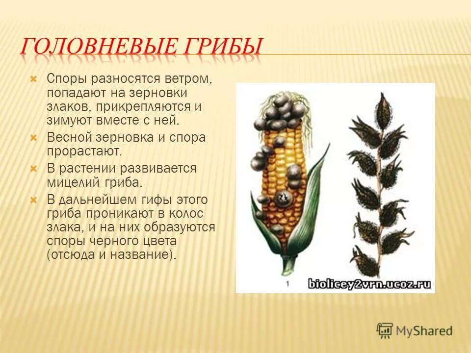 Ustilago maydis гриб. головня растение. Ustilago maydis гриб. головня гриб паразит. пыльная головня пшеницы.