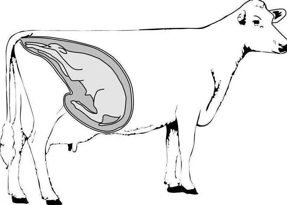 Схема матки стельной коровы. Матка коровы при стельности. Трихомоноз крупного рогатого скота. Срок беременности у коров