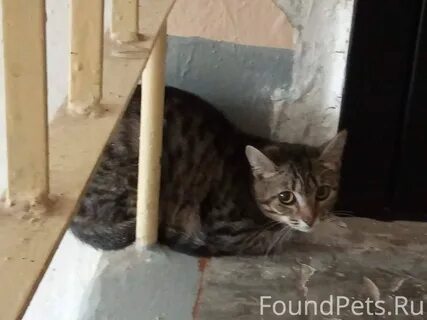 Подобрать котенка с улицы примета