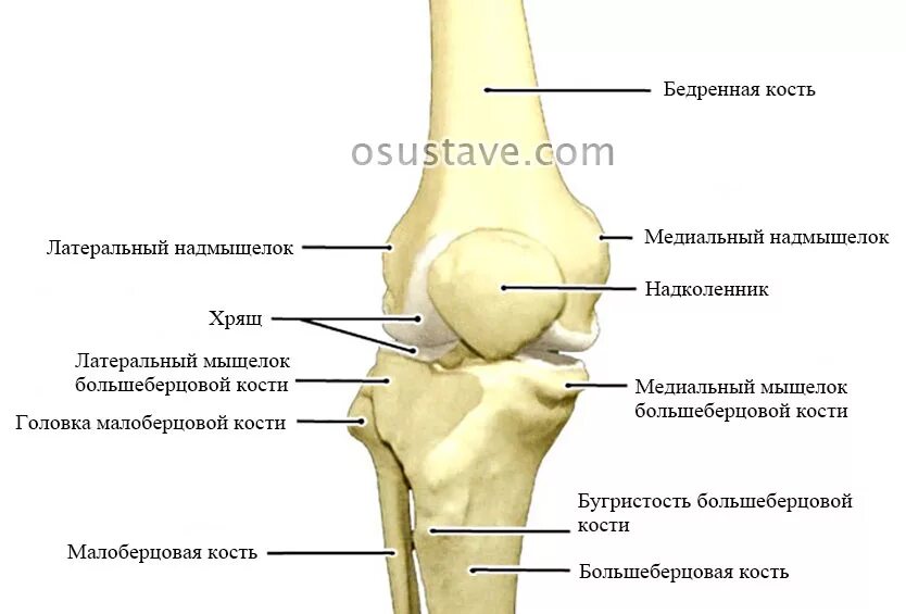 Мыщелок бедренной. Строение коленного сустава мыщелки. Коленный сустав анатомия строение кости. Мыщелки бедренной кости анатомия. Берцовая кость в коленном суставе.