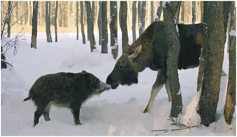 Опасен ли лось и кабан. Олень и кабан. Медведь охотится на оленя.